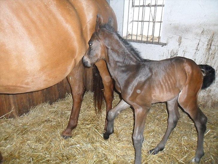 Dansk Varmblod Santana Mastermind solgt billede 4