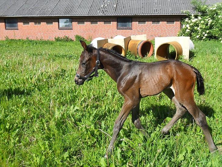 Dansk Varmblod Santana Mastermind solgt - Mark første gang ..  billede 5