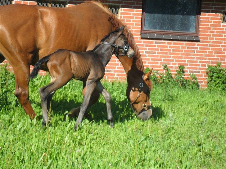 Dansk Varmblod Santana Mastermind solgt - Kom  nuu - mor vi skal løbe, ikke spise ;)  billede 6