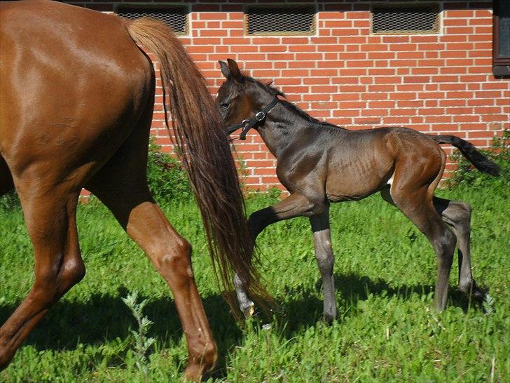 Dansk Varmblod Santana Mastermind solgt billede 7