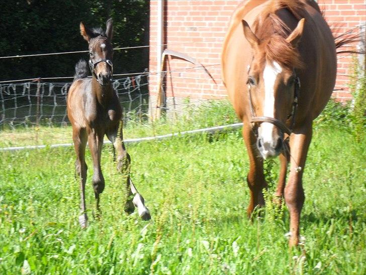 Dansk Varmblod Santana Mastermind solgt billede 9