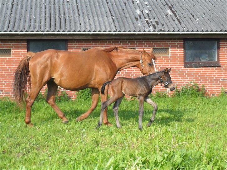 Dansk Varmblod Santana Mastermind solgt billede 10