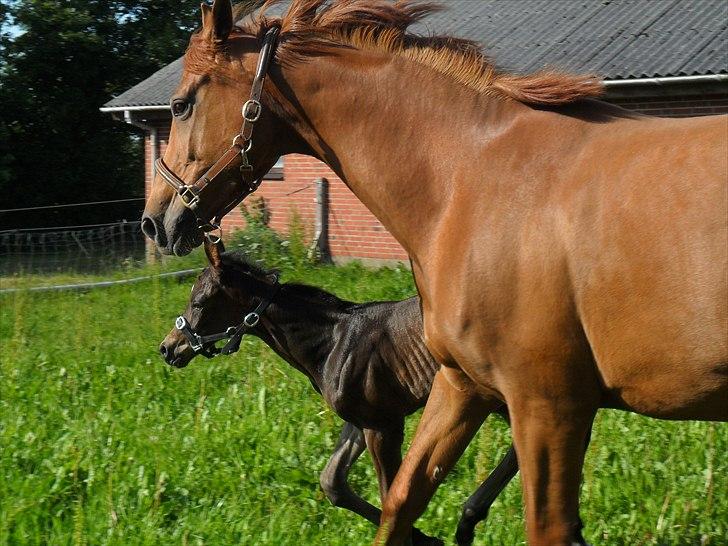 Dansk Varmblod Santana Mastermind solgt billede 11