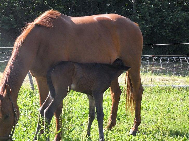 Dansk Varmblod Santana Mastermind solgt billede 12