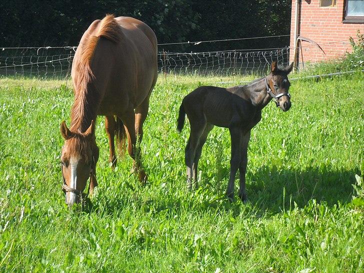 Dansk Varmblod Santana Mastermind solgt billede 13