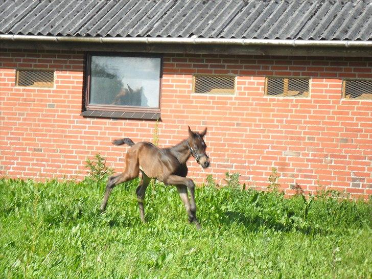 Dansk Varmblod Santana Mastermind solgt billede 14