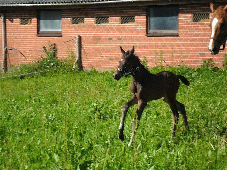 Dansk Varmblod Santana Mastermind solgt billede 15