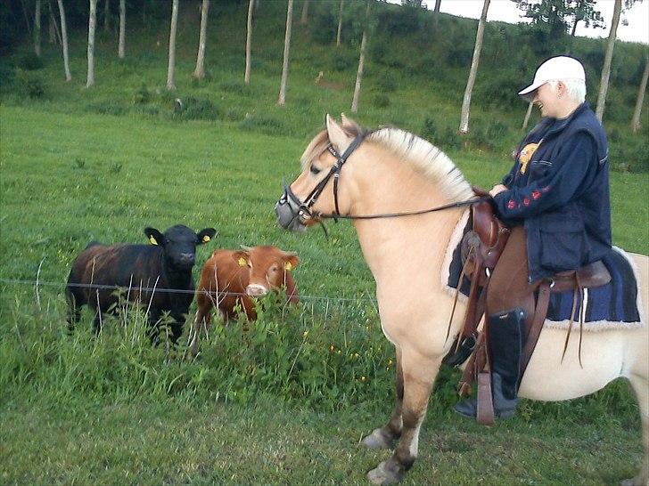 Fjordhest Lasse (bassemand) - min kohest *gg* dem gad han godt ind til 09.juni 2011 billede 1