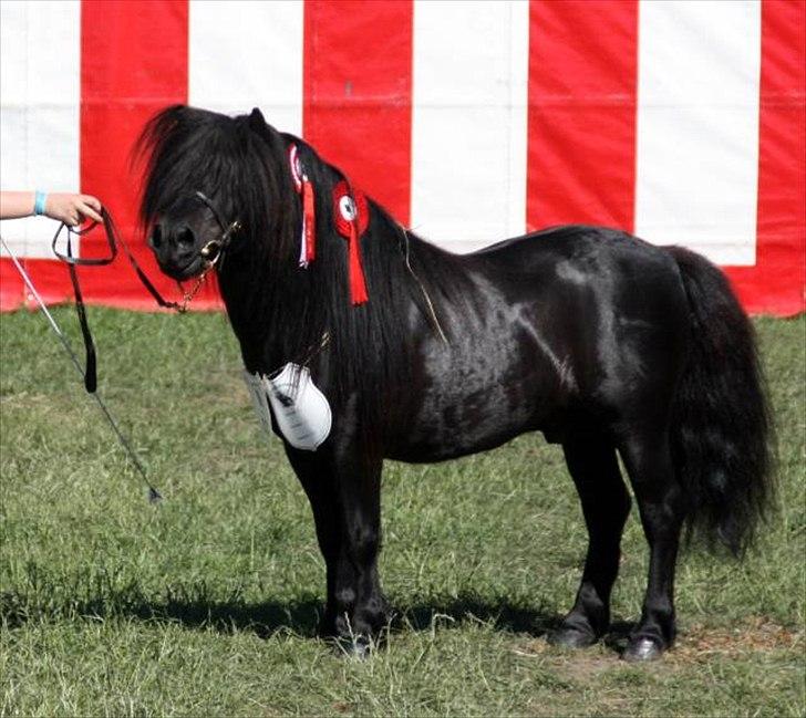 Shetlænder Søndergårds Mac - Roskilde Dyrskue 2011, 24 p. & ærespræmie :-)  billede 1