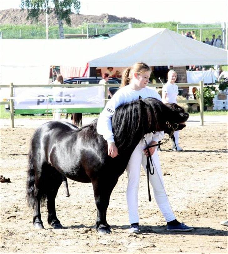 Shetlænder Søndergårds Mac billede 20
