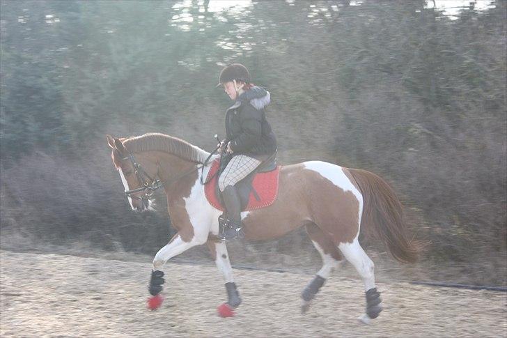 Hollandsk Sportspony Roma billede 2