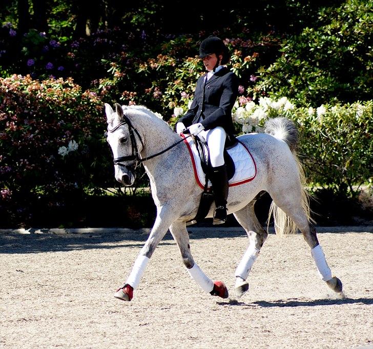 Anden særlig race Kashmir B - pony - solgt - Kalle <3  billede 2