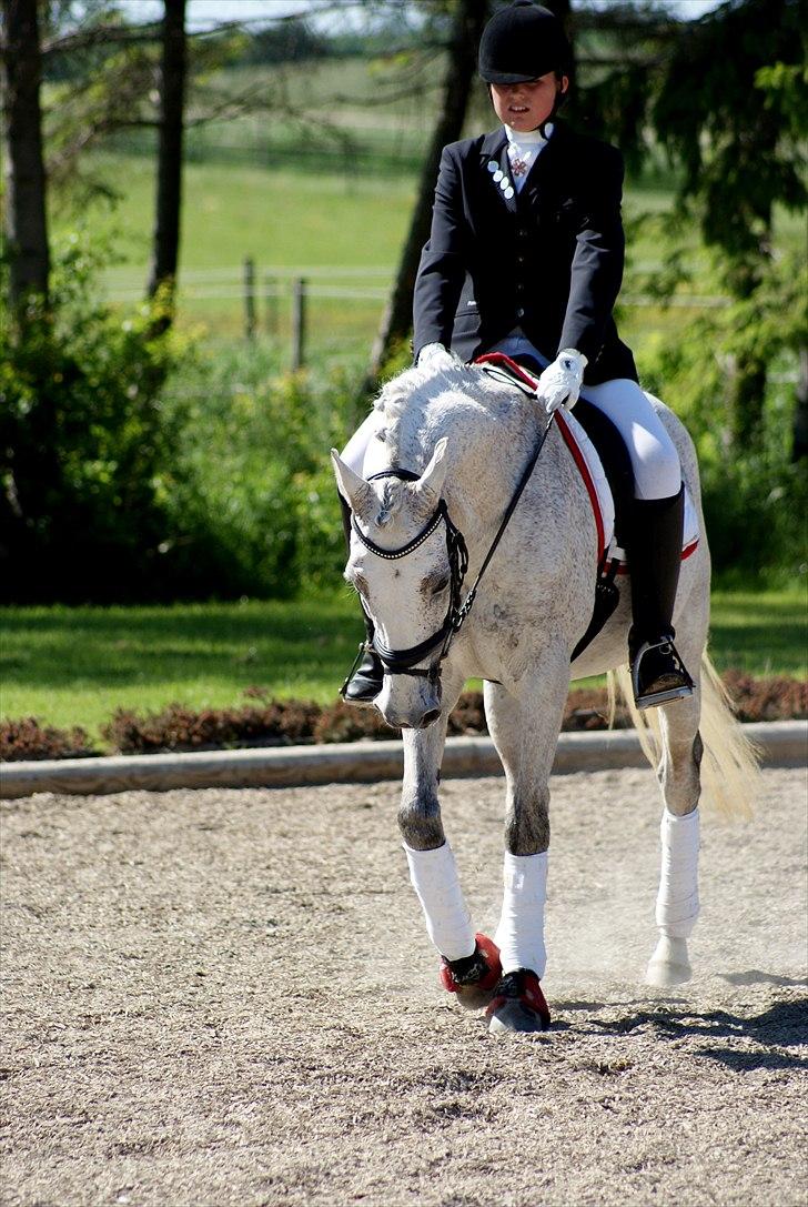 Anden særlig race Kashmir B - pony - solgt billede 18