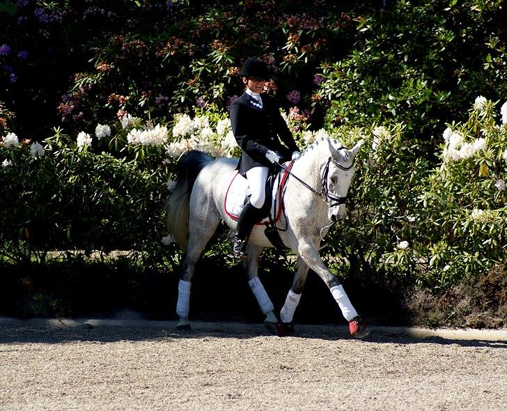 Anden særlig race Kashmir B - pony - solgt billede 19