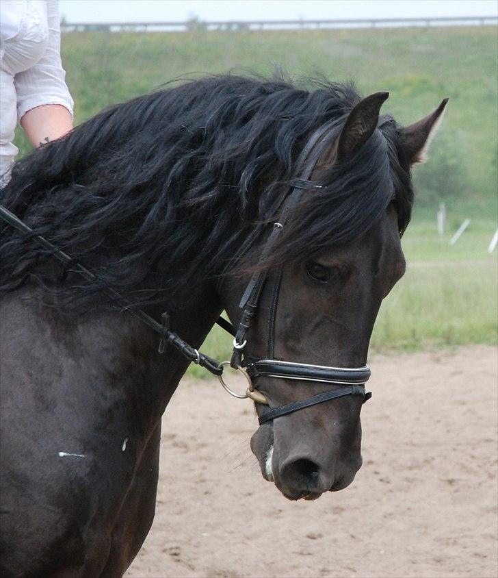 Frieser Luutzen Fan é Feart billede 1