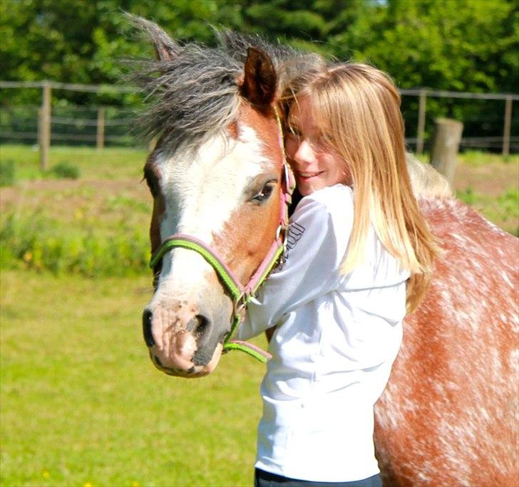 Welsh Pony (sec B) Teggi (SOLGT) - mor giv mig en kram fordi jeg savner dig så meget billede 3