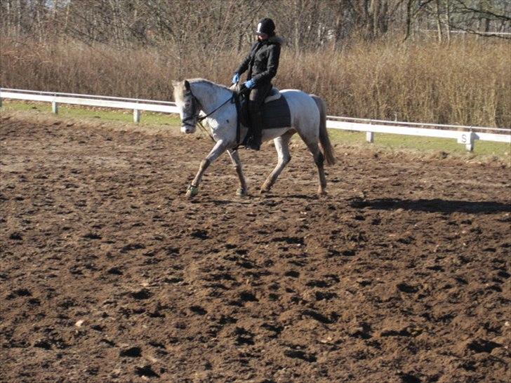 Hollandsk Sportspony Tiger - My soulmate<3 (Snoopy) - Dressur på stjernen billede 7