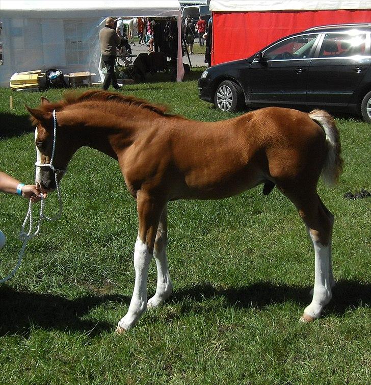 Welsh Cob (sec D) Naseba´s Apollon - Roskilde dyreskue 2011 billede 6