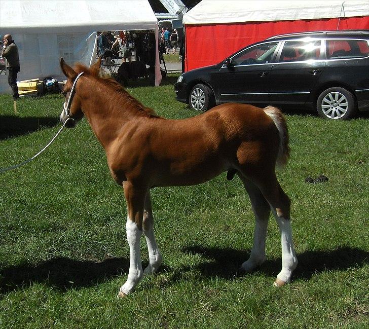 Welsh Cob (sec D) Naseba´s Apollon - Roskilde dyreskue 2011 billede 7