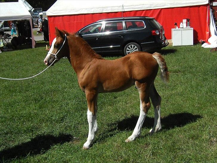 Welsh Cob (sec D) Naseba´s Apollon - Roskilde dyreskue 2011 billede 8