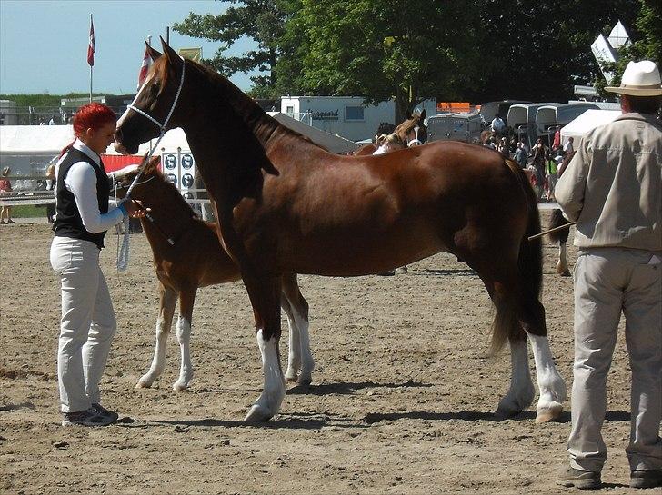 Welsh Cob (sec D) Lesto Seville - Roskilde dyreskue 2011 billede 4