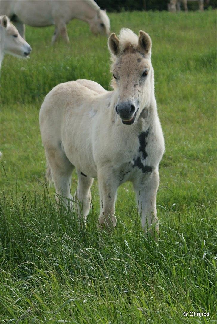 Fjordhest Dino Godthaab - Inden jeg fik ham hjem. Foto: Christina fra stutteriet billede 5