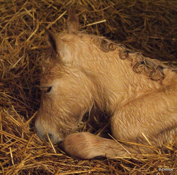 Fjordhest Dino Godthaab - Helt nyfødt! Foto: Christina fra stutteriet billede 6