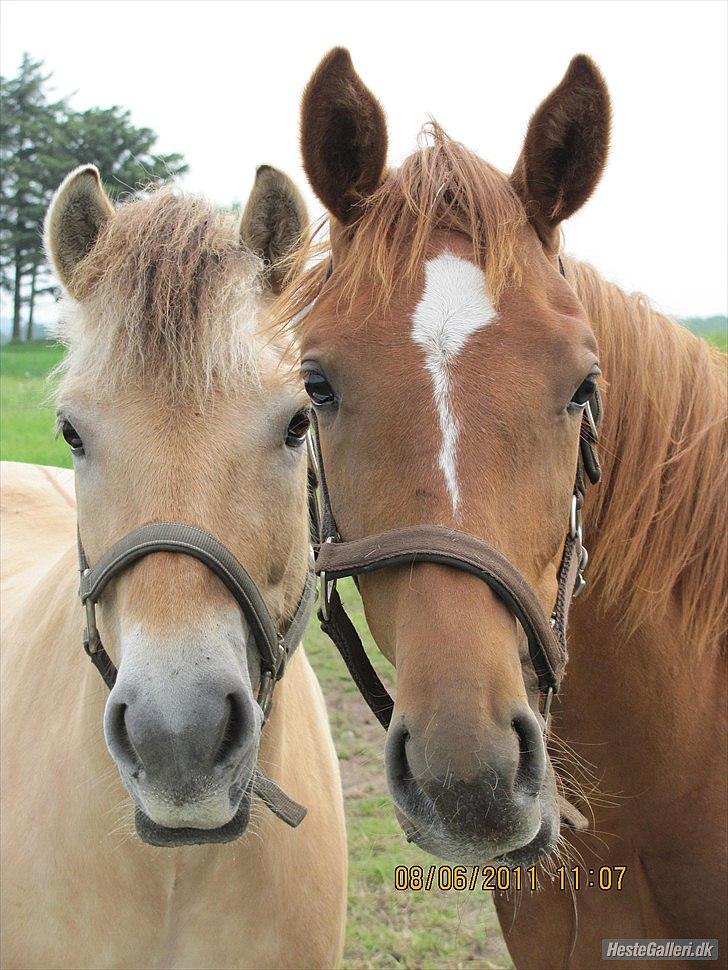 Palomino Allüre billede 3