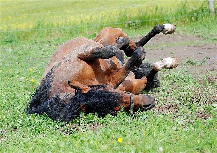 Arabisk fuldblod (OX) Til Minde om MVA Prince Vayu ox billede 6