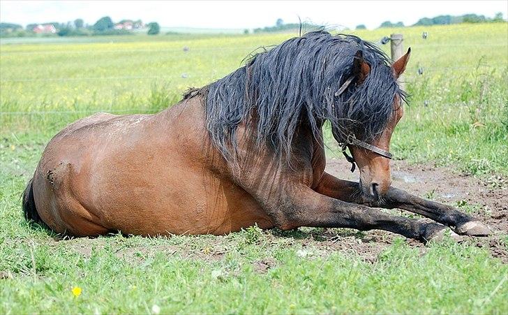Arabisk fuldblod (OX) Til Minde om MVA Prince Vayu ox billede 7