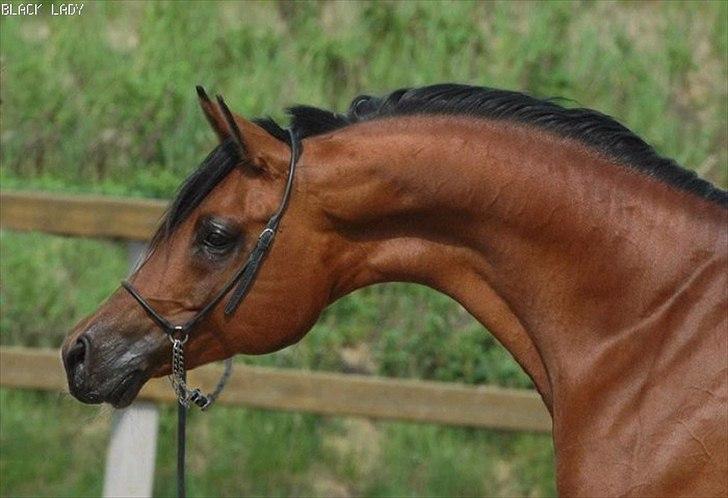 Arabisk fuldblod (OX) Til Minde om MVA Prince Vayu ox - Fra Black Lady arabians billede 8