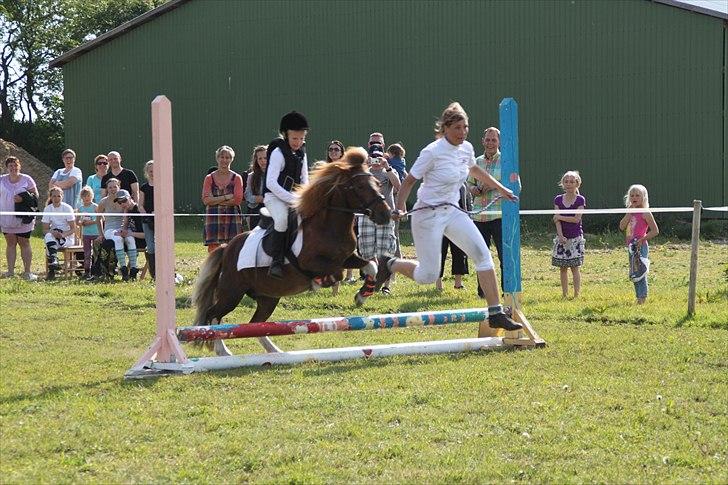 Shetlænder Lilo - Lilo og hende's Passer(Lara) til venskabs stævne, hvor de springer  30 cm med min mor som trækker, og de springer sig til en flot 3. plads!(: billede 2