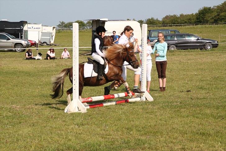 Shetlænder Lilo - Lara & Lilo til spring stævne (: billede 3