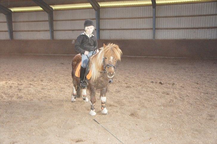 Shetlænder Lilo - Lilo og Emma i ridehuset (-; billede 4