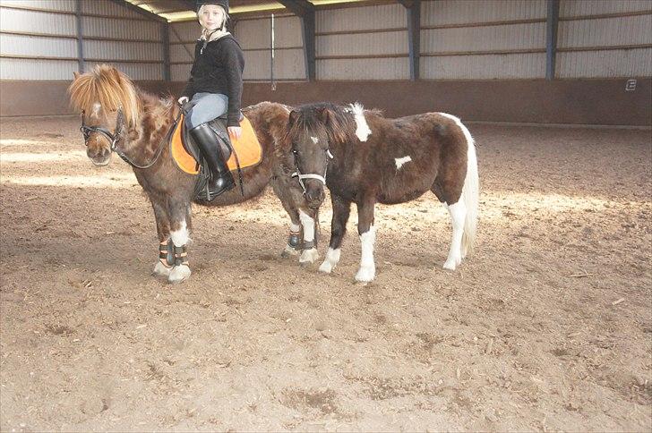 Shetlænder Lilo - Lilo, Laban & Emma i ridehuset (-; billede 5