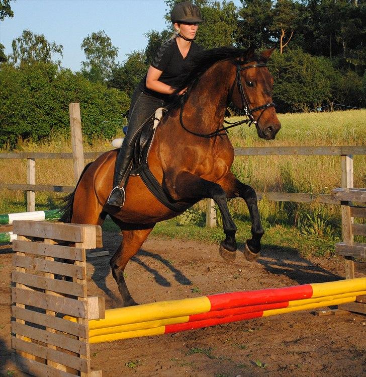 Dansk Varmblod Gamborg´s Duchess billede 3