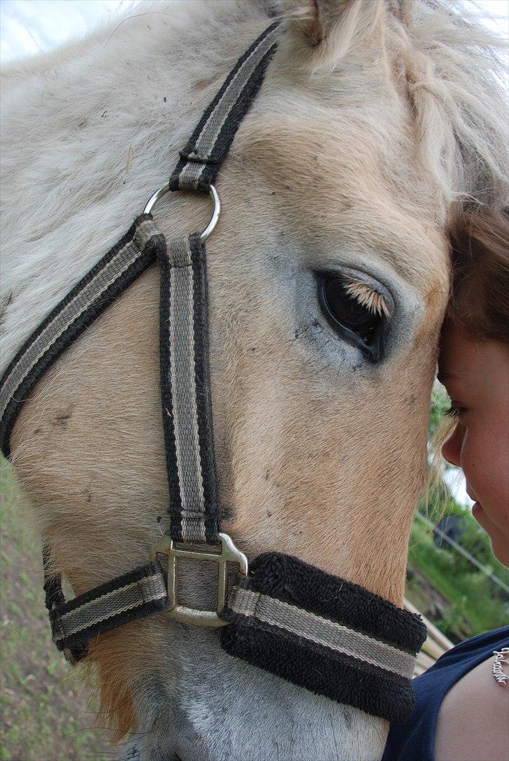 Fjordhest • Kejser  - Jeg elsker dig basse ♥♥.. billede 15
