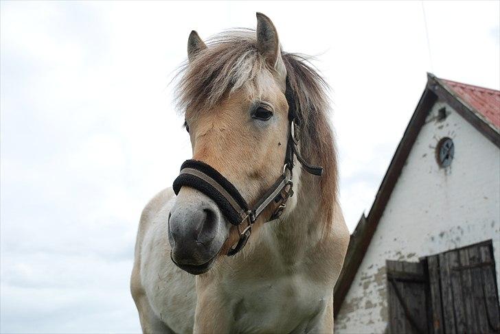 Fjordhest • Kejser  billede 16