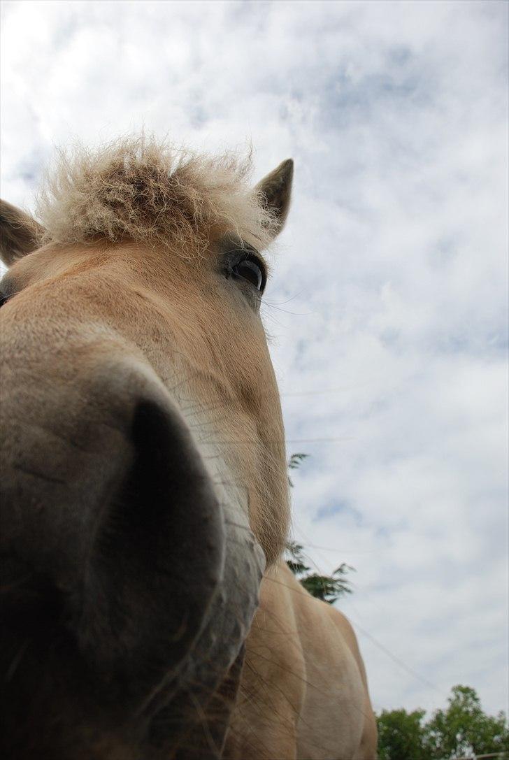 Fjordhest • Fimpe (Freja) - Hej Fimpe. (-: billede 16