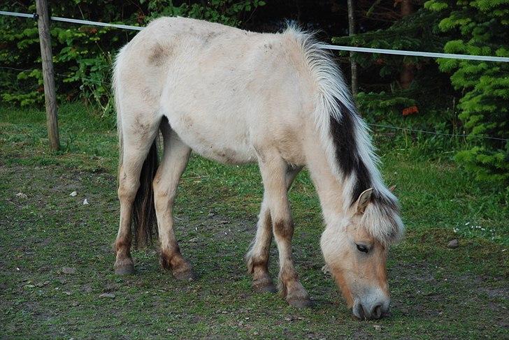Anden særlig race • Daisy billede 12