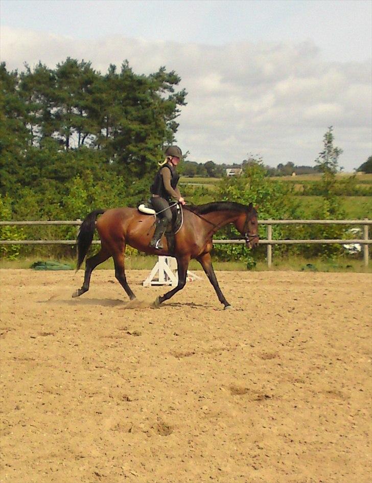 Dansk Varmblod Gamborg´s Duchess billede 7