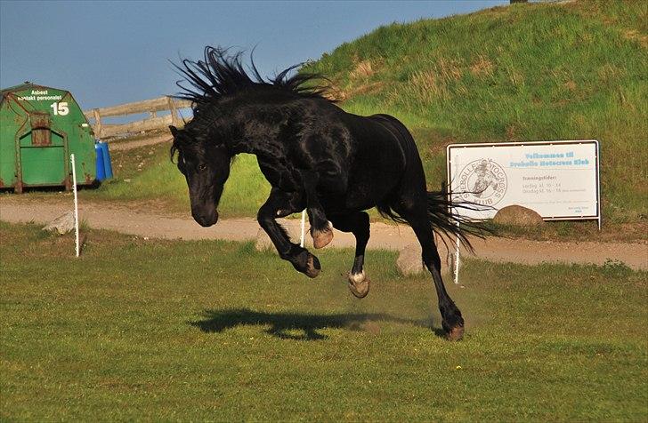 Welsh Cob (sec D) Dynamite Survivor(Buster) billede 7
