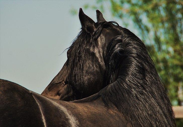 Welsh Cob (sec D) Dynamite Survivor(Buster) billede 1