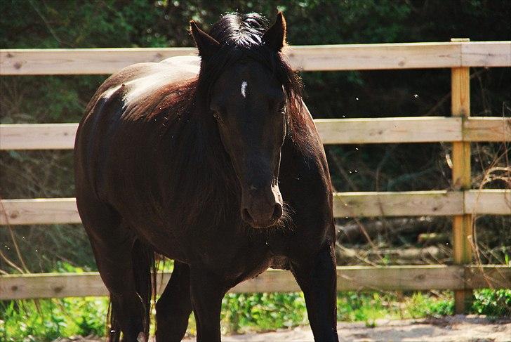 Welsh Cob (sec D) Dynamite Survivor(Buster) billede 17