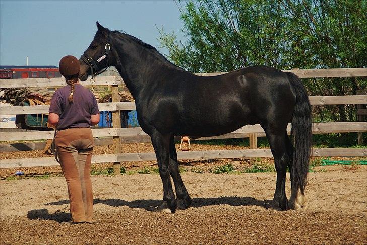 Welsh Cob (sec D) Dynamite Survivor(Buster) - Buster og jeg billede 13