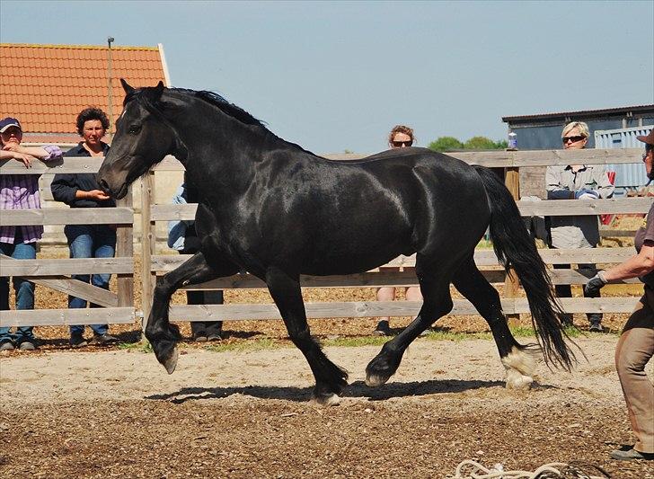 Welsh Cob (sec D) Dynamite Survivor(Buster) billede 19