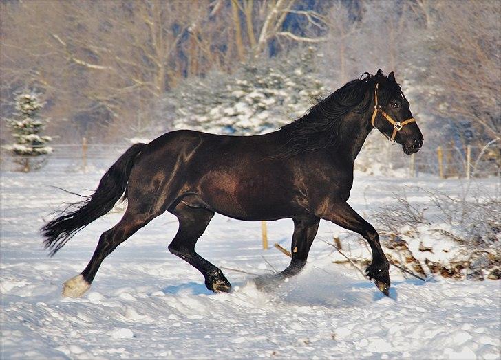 Welsh Cob (sec D) Dynamite Survivor(Buster) billede 18