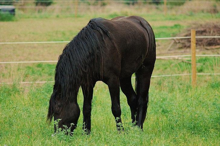Welsh Cob (sec D) Dynamite Survivor(Buster) billede 20
