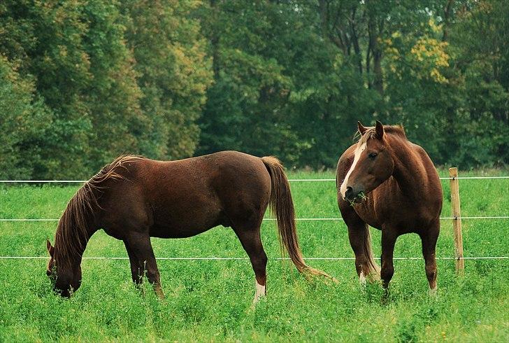 DSP Rolighedens Picasso  - Picasso med sin bror Shakee, på sommergræs. billede 1