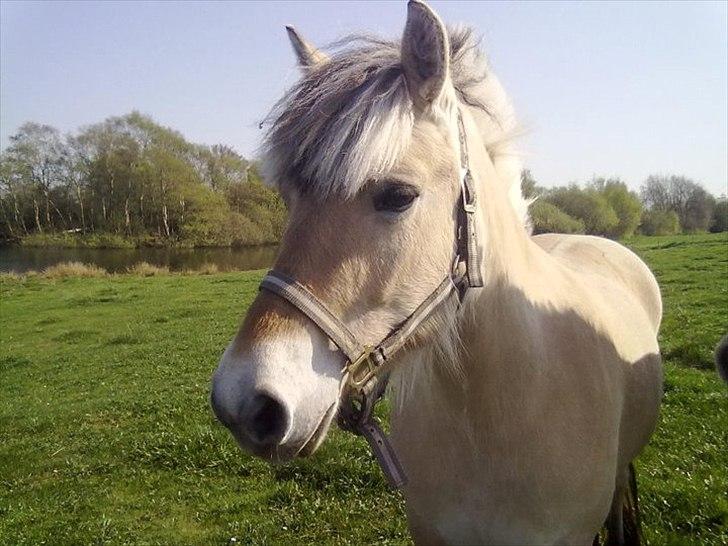 Fjordhest Trunte.<3<3:* - Da jeg lige havde få'et hende d. 14/10-2010. 
Foto: Mig/Natasja.. billede 1